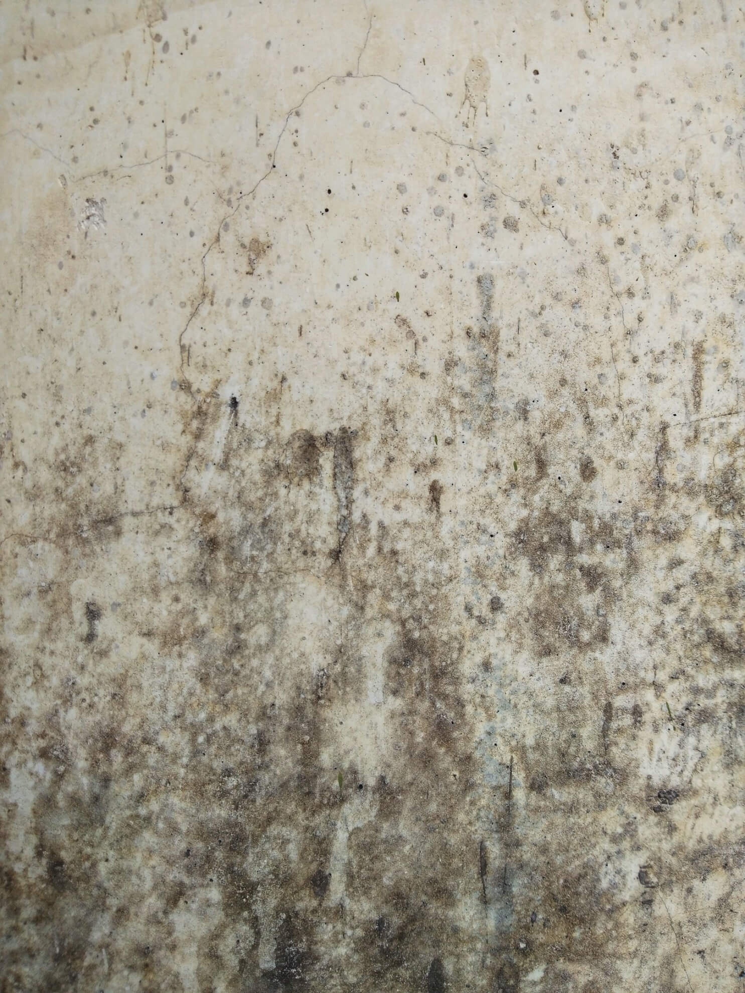 Can Mold in Basement Affect Upstairs?
