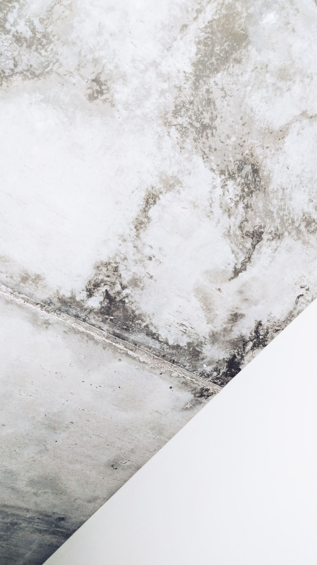 Does Mold Die When It Dries Out? to Moisture Master Pros LLC