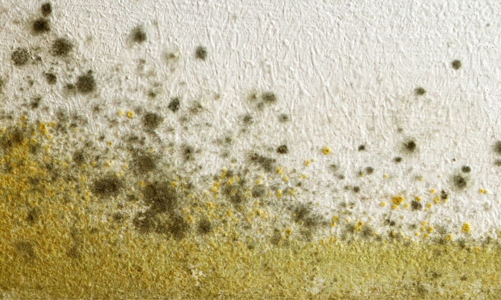 All You Need To Know About Cladosporium Mold