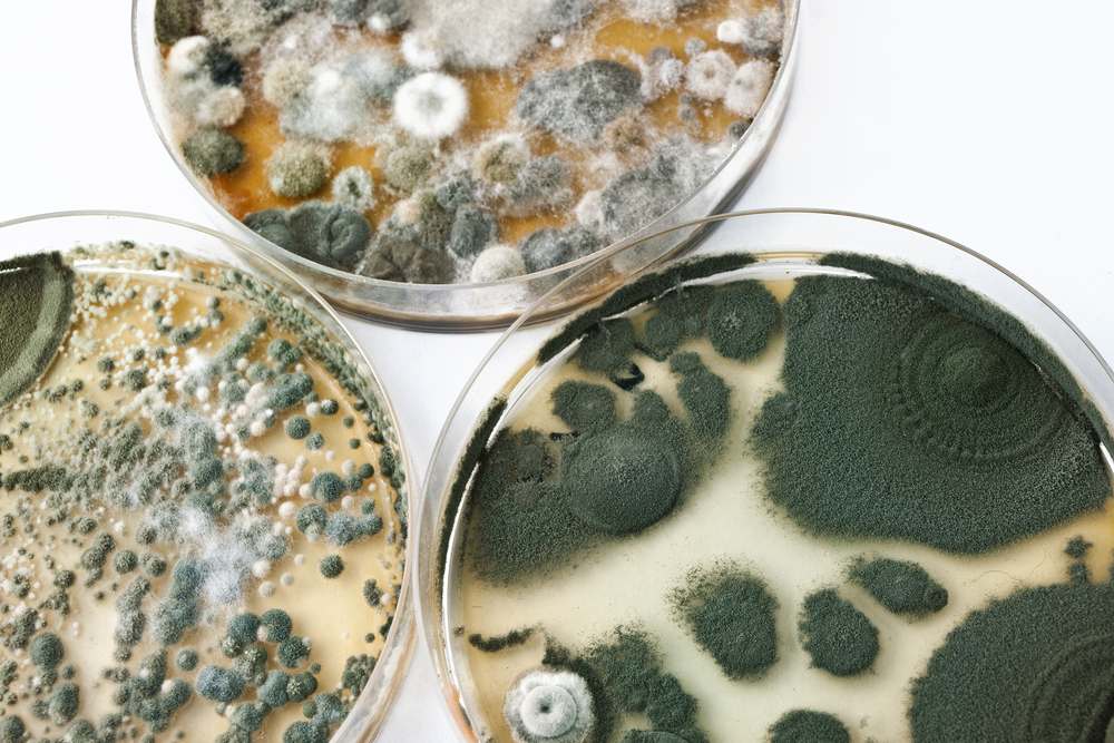 Mold Menace: How to Identify and Remediate Common Types of Mold in Your Home