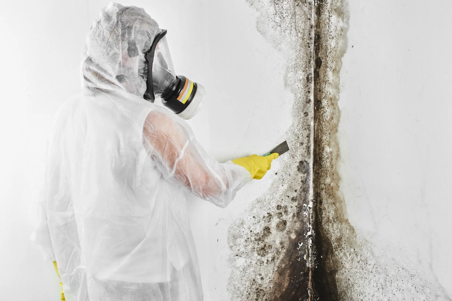 Mold Tests & Mold Removal | Moisture  Master Pros
