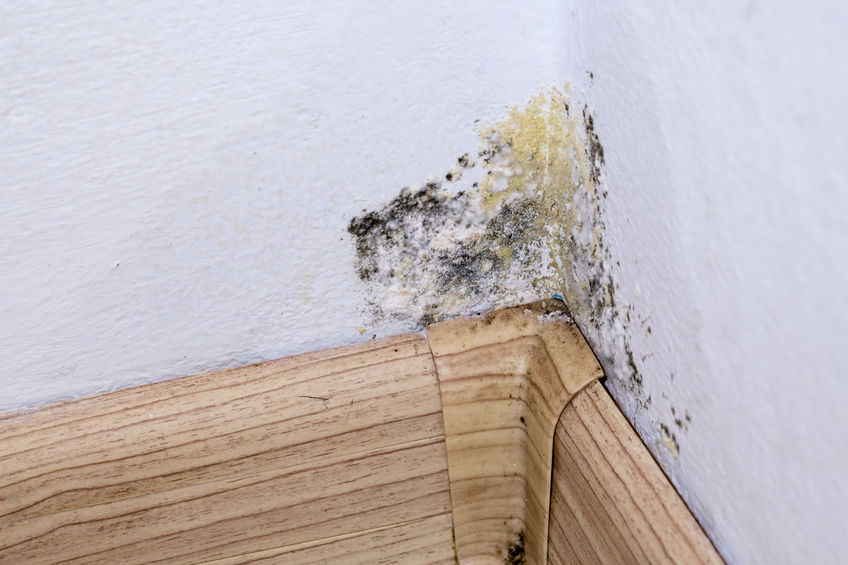 Household Mold and Where to Find It | Moisture Master Pros