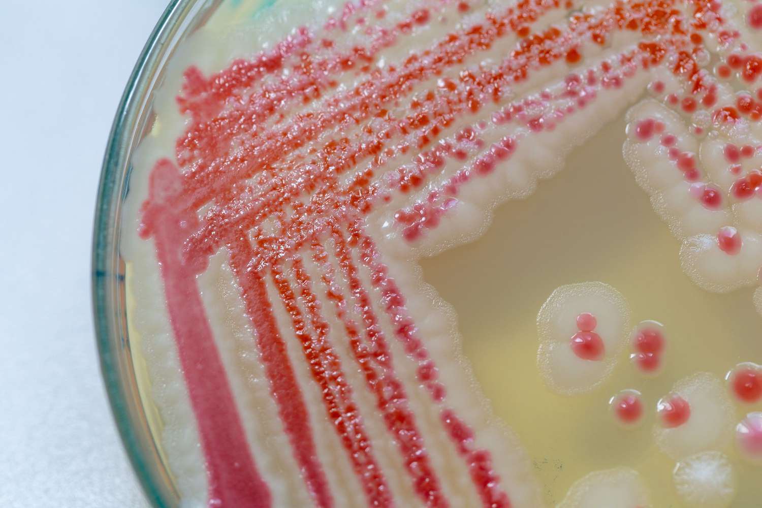 Pink Mold: Don’t Let Its Pretty Color Fool You!